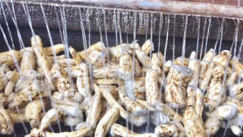 Bột Sắn Dây Nguyên Chất Cao Cấp Thiện Bảo - Ảnh 4