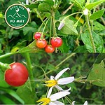 Viên hoàn cà gai leo được làm 100% từ cao dược liệu điều trị viêm gan virut, giải độc gan - Ảnh 4