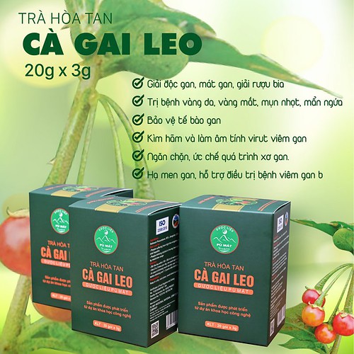Trà hòa tan Cà Gai Leo  giúp giải độc gan, viêm gan, gan nhiễm mỡ - Ảnh 3