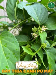 Cao dây thìa canh giúp ổn định đường huyết, ngăn ngừa biến chứng tiểu đường - Ảnh 6
