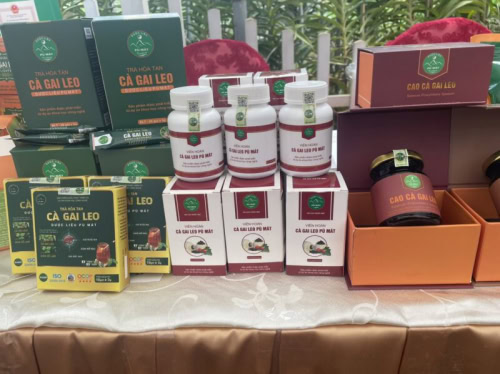 Viên hoàn cà gai leo được làm 100% từ cao dược liệu điều trị viêm gan virut, giải độc gan - Ảnh 2