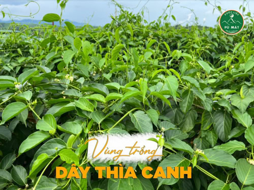 Cao dây thìa canh giúp ổn định đường huyết, ngăn ngừa biến chứng tiểu đường - Ảnh 5