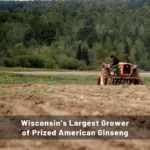 Nhân Sâm Đen Baumann Wisconsin Sâm Baumann Lên Men Tăng Cường Sinh Lực - Ảnh 3