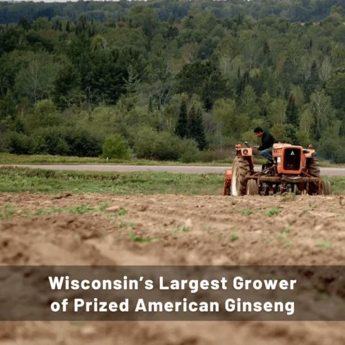 Nhân Sâm Đen Baumann Wisconsin Sâm Baumann Lên Men Tăng Cường Sinh Lực - Ảnh 3