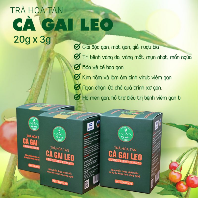 Trà hòa tan Cà Gai Leo giúp giải độc gan, viêm gan, gan nhiễm mỡ - Image 3