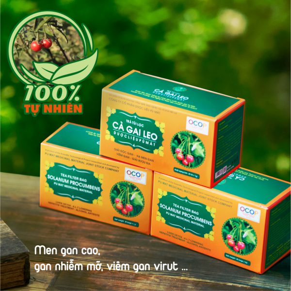 Trà túi lọc cà gai leo nguyên chất - giải độc gan - Image 5