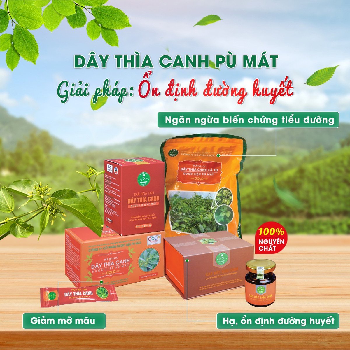 Cao dây thìa canh giúp ổn định đường huyết, ngăn ngừa biến chứng tiểu đường - Image 3