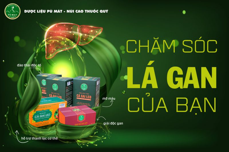 Trà túi lọc 100% cà gai leo nguyên chất - mát gan giải độc - Image 4