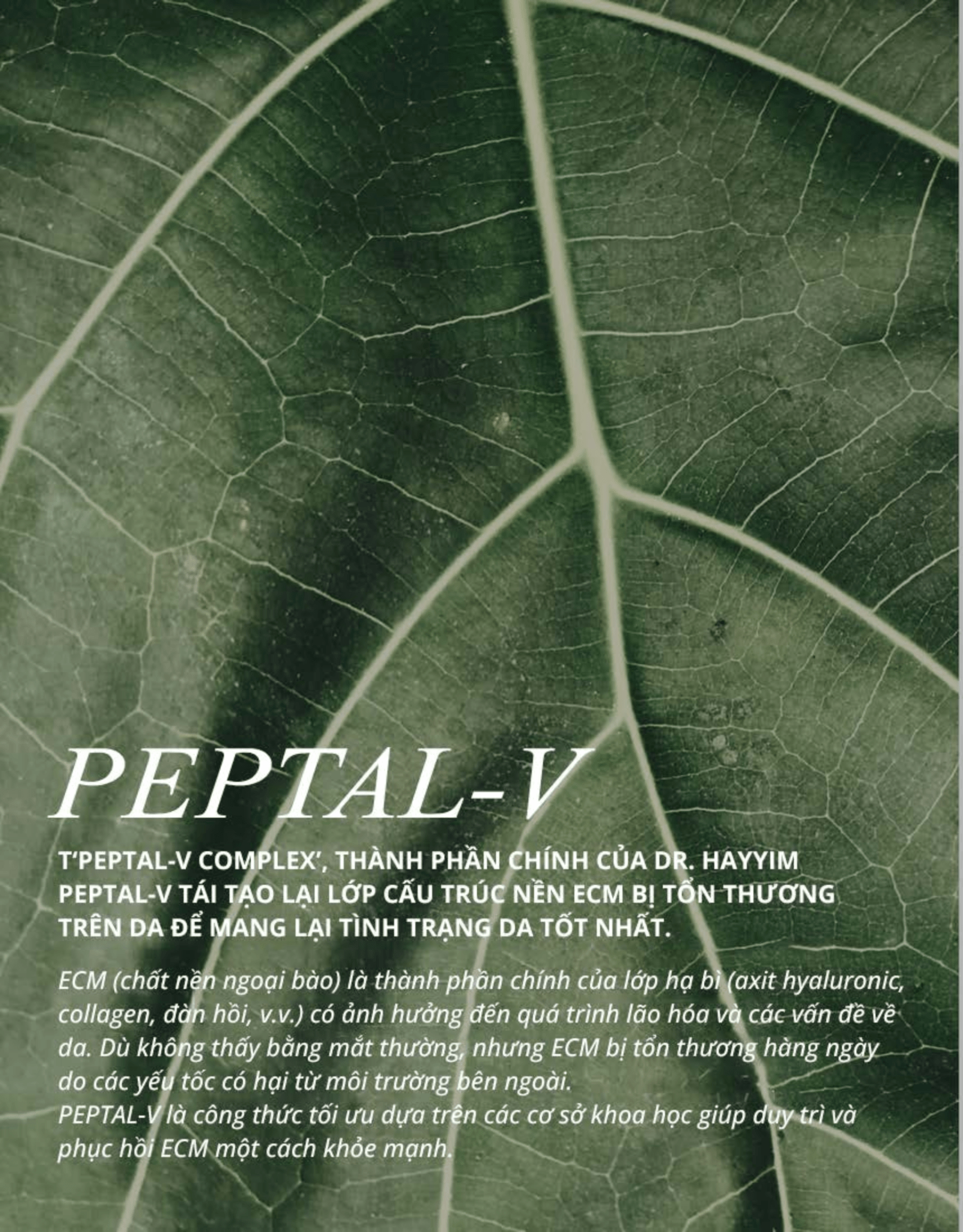 Trắng Da Giảm Nếp Nhăn, ECM Rebuilding Ampoule toner - Image 10