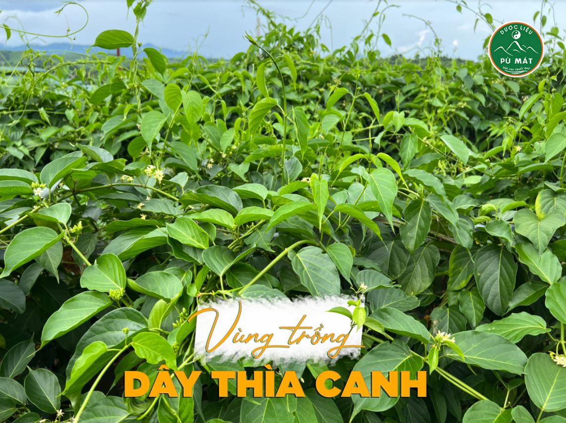 Cao dây thìa canh giúp ổn định đường huyết, ngăn ngừa biến chứng tiểu đường - Image 5